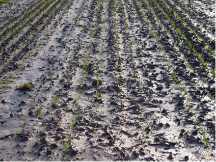 konvencionalno obdelana njiva